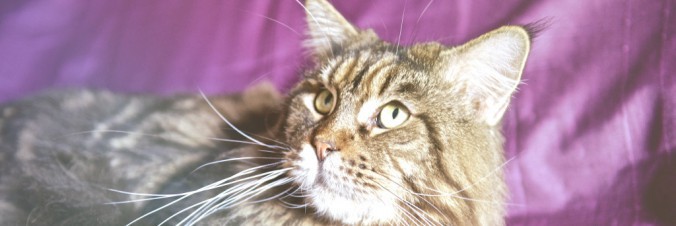 02-1-1024x342-676x226