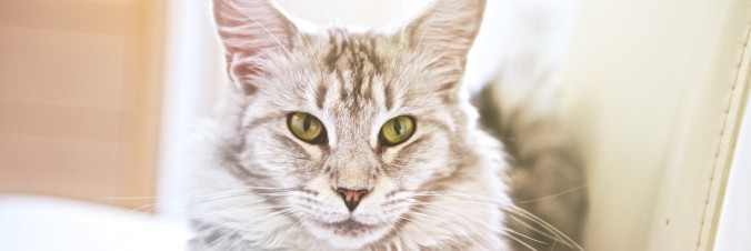 08-1-676x226-676x226