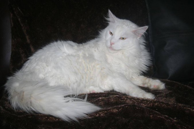 1424548_683463915006749_107878322_n-676x451