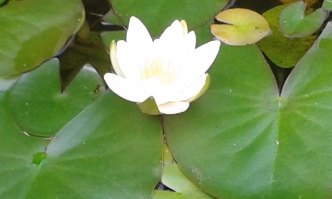 20140828_164132-676x406-676x406