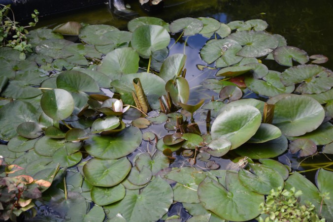 DSC_4898-1024x683-676x451