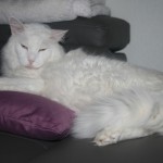 blizz1