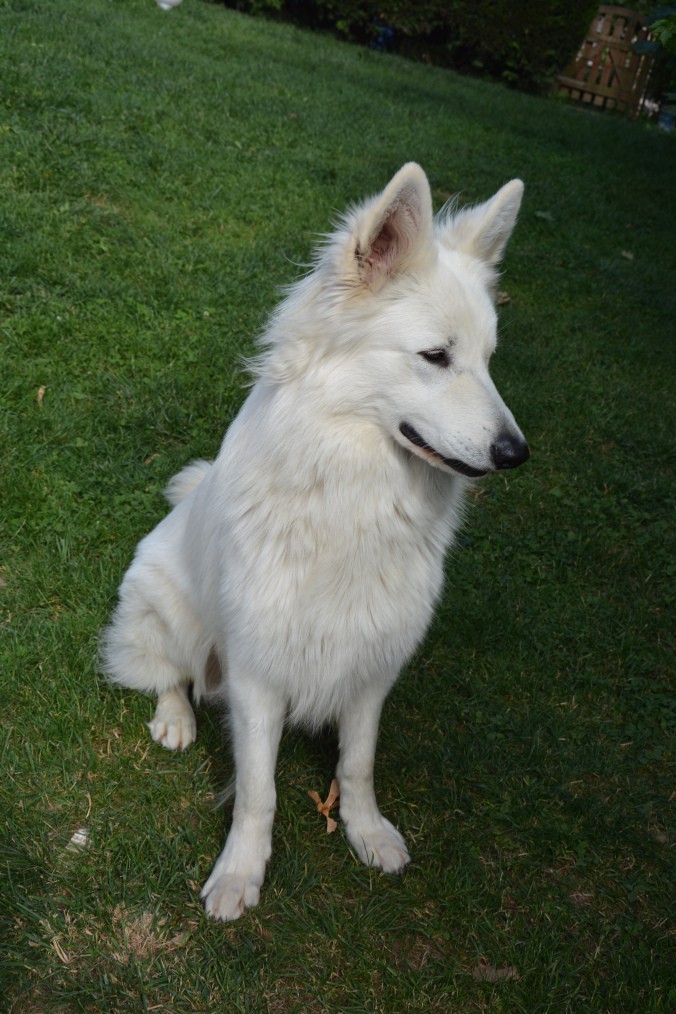 chien1
