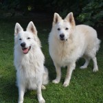 chien2