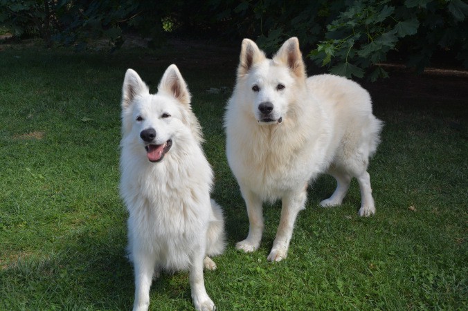 chien2