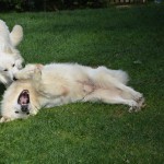 chien3