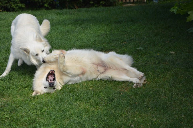chien3