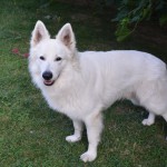 chien4
