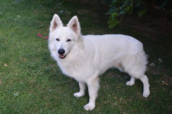 chien4