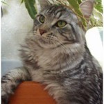 ugnia