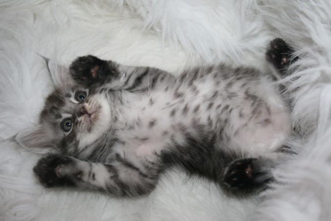 1377612_661391490547325_1421921097_n-676x451