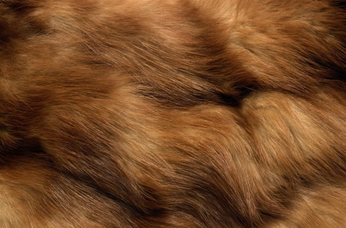 Dark-Brown-Fur1-1024x676