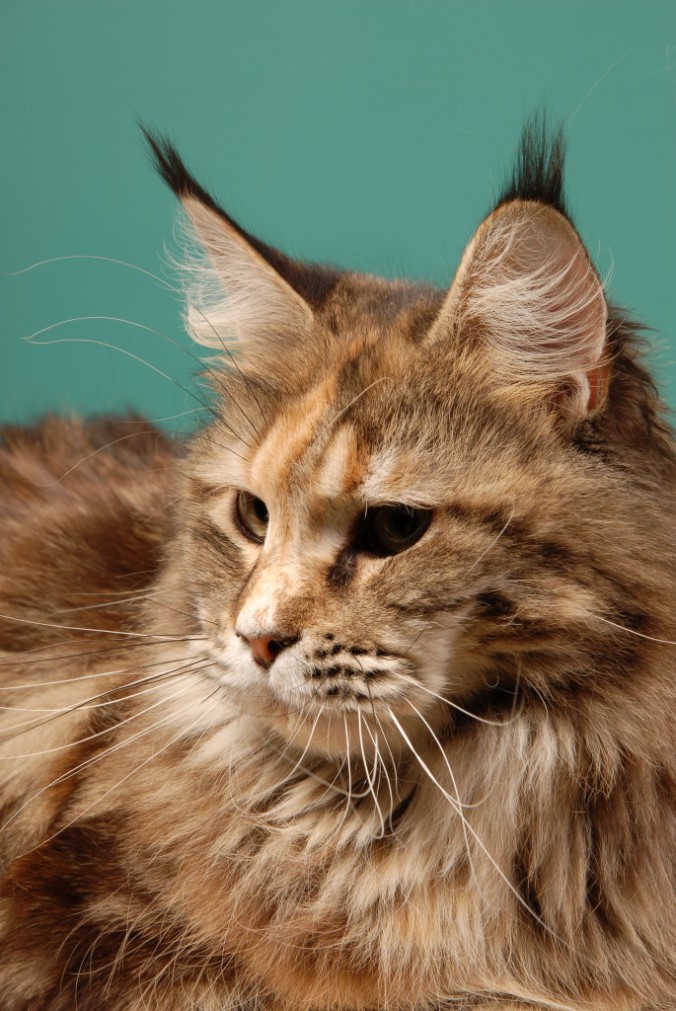 Impulse-029-685x1024