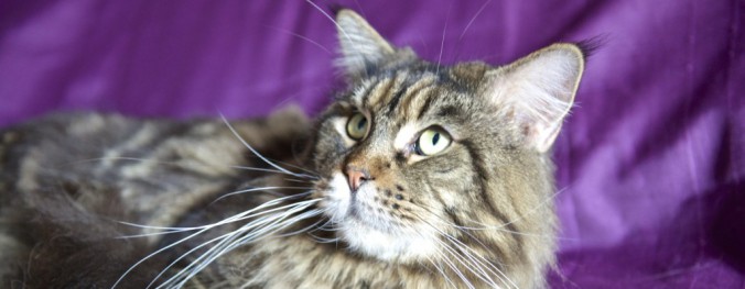 cropped-DSC_068311-1024x399