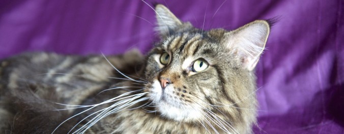 cropped-DSC_068311-676x264