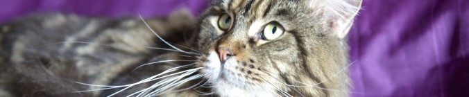 cropped-DSC_06832-676x140