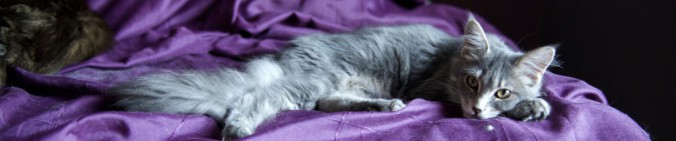 cropped-DSC_11741-1024x213