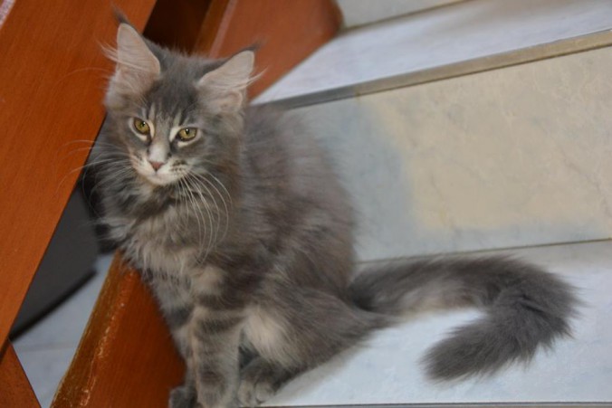 10568993_10207604524285253_7821709579559522064_n