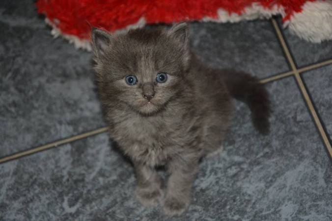 10606104_514287638779607_2754888494047405223_n