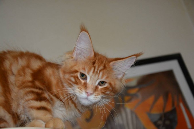 11143103_10205596505046027_1846782723518943777_n