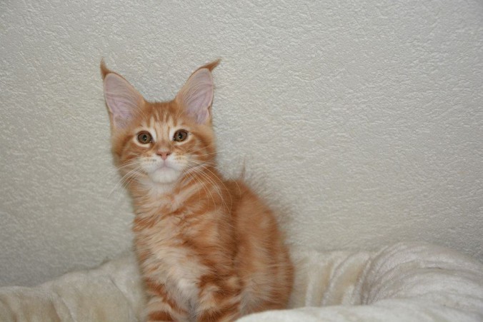 Little Cocheese, mâle red blotched tabby: disponible