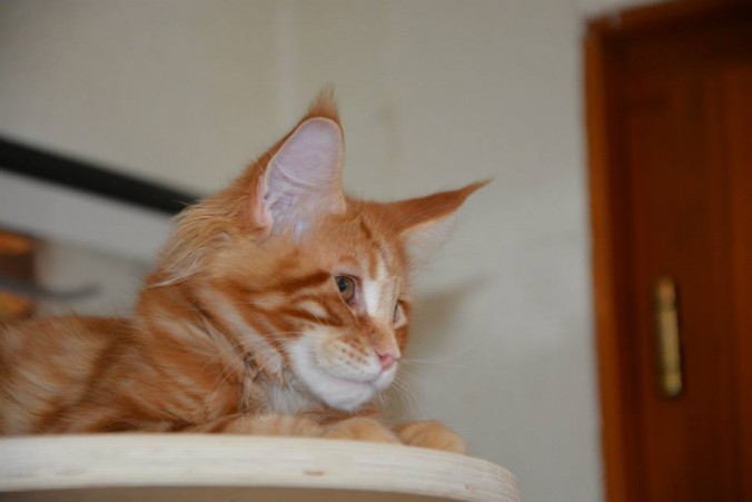 11350426_10205596503125979_2228412660692514457_n