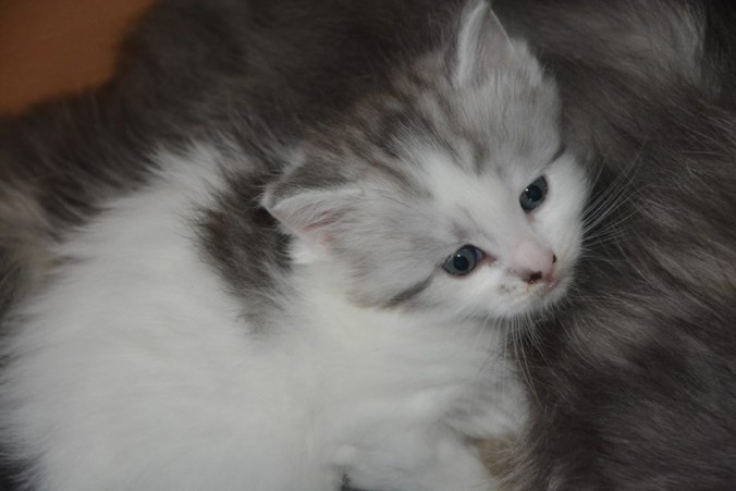 12439470_517862681755436_6759577530031620527_n