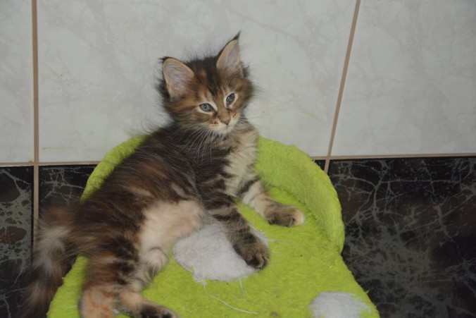 12744173_10207389703314863_8796837961734343562_n