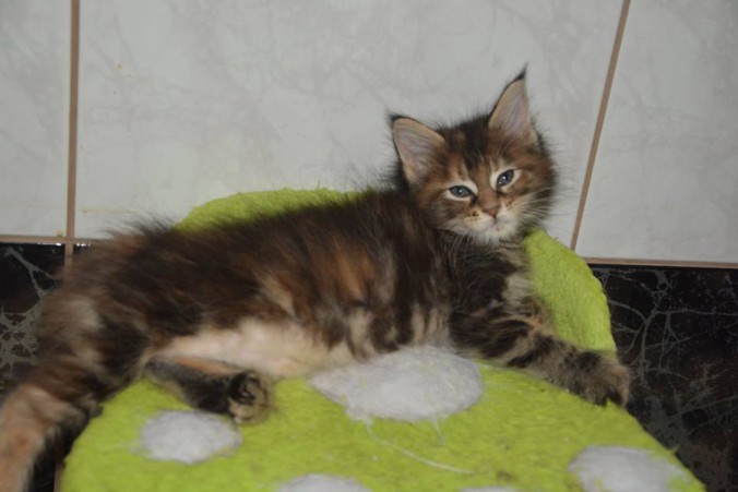 12744679_10207389705394915_88258630453123343_n