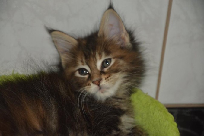 12745855_10207389706034931_8353014868289871226_n