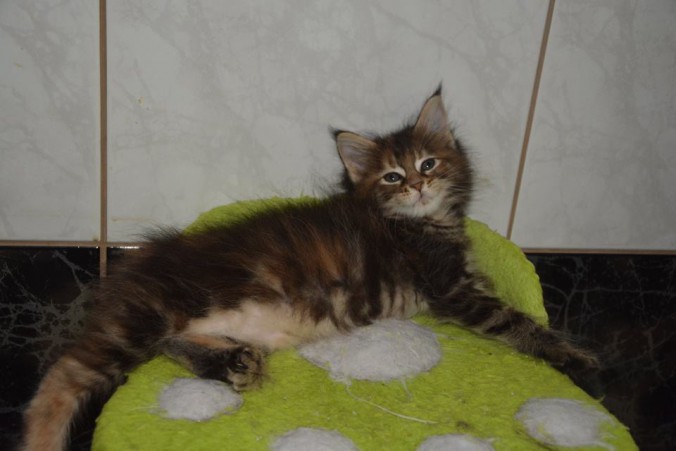 12745874_10207389707514968_1944064183927954933_n