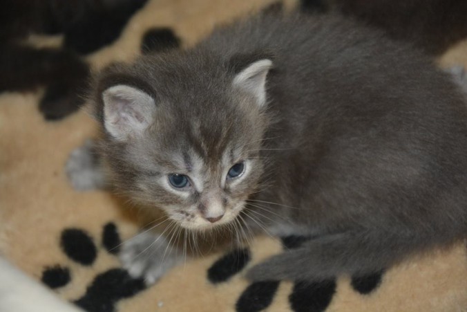 19113592_725252237683145_7080076858592511730_n