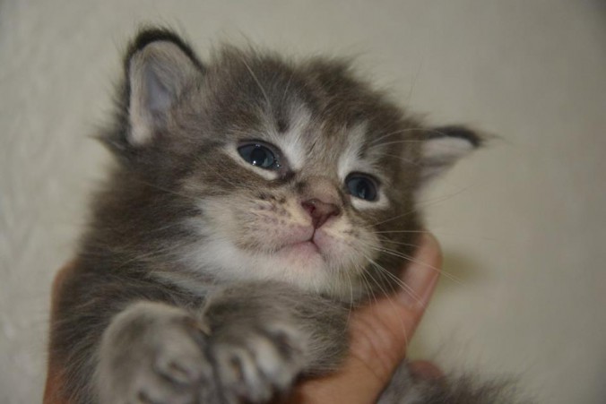 19145930_725252214349814_4974643780374630443_n