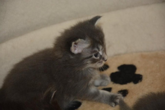 19149187_725252357683133_6165014577628766830_n