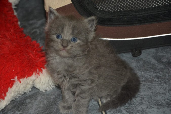 1917063_514287785446259_7623343606871533296_n