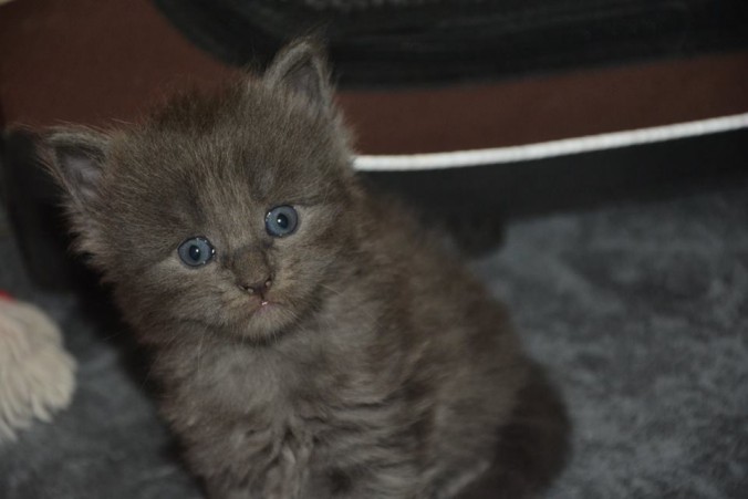 1917939_514287825446255_3658708900501395088_n