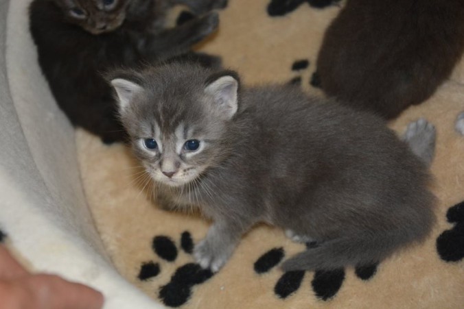 19226002_725252301016472_353151491391964182_n