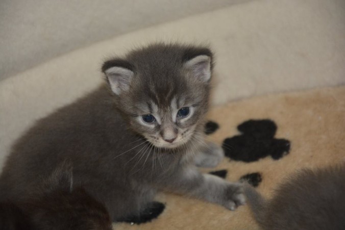 19275080_725252347683134_3925226865440217600_n