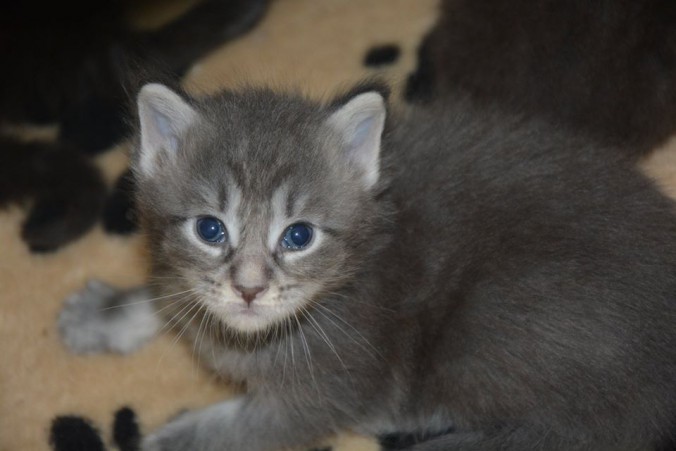 19275178_725252224349813_3929362182315523109_n