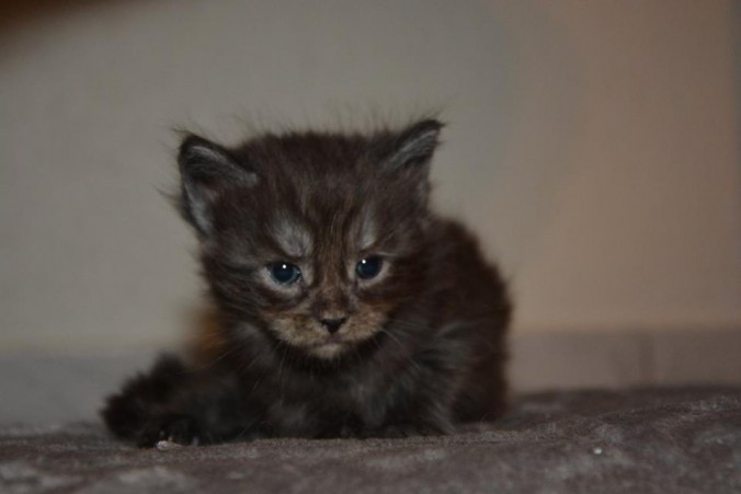 19396747_728338367374532_5461679864105683370_n