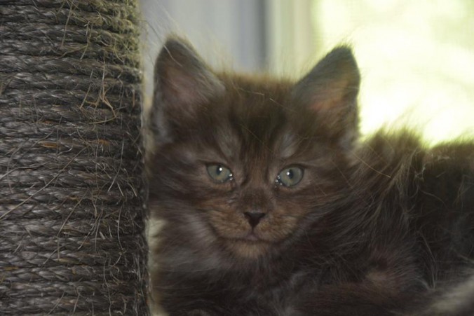 19961305_738209786387390_5775440932504340708_n