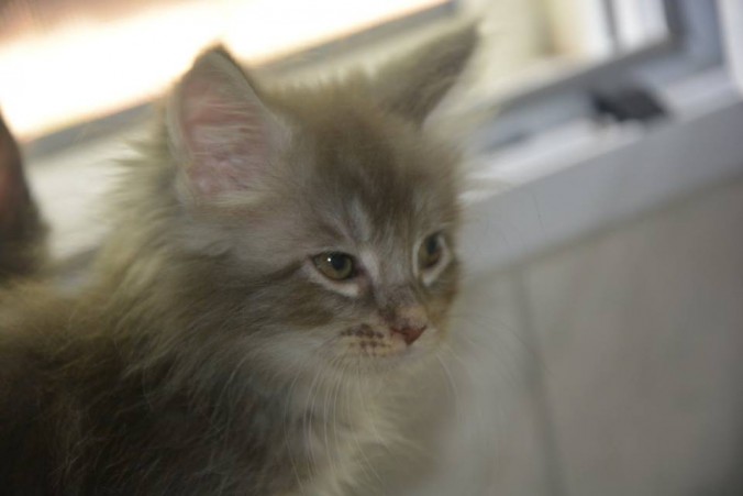 20046479_743643899177312_4329565950636067751_n