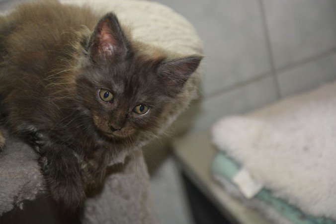 20108415_743440979197604_2395837542828660511_n