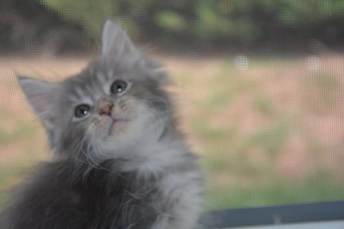 20108438_743505252524510_5472886725466494777_n