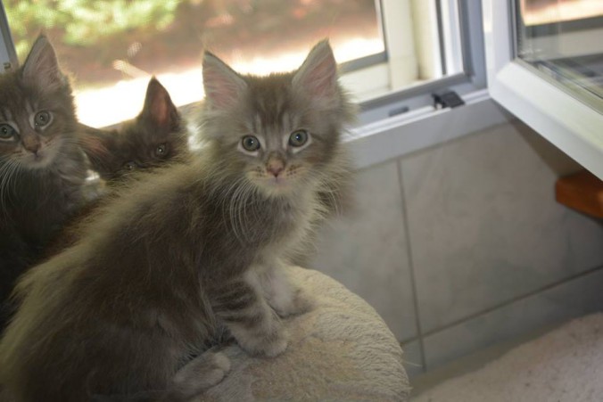 20108523_743643915843977_3368833319112161466_n