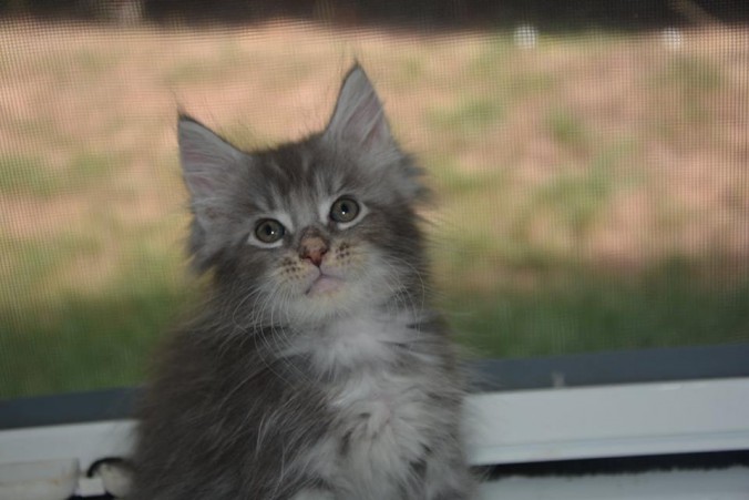 20139661_743505312524504_4841411927027849834_n