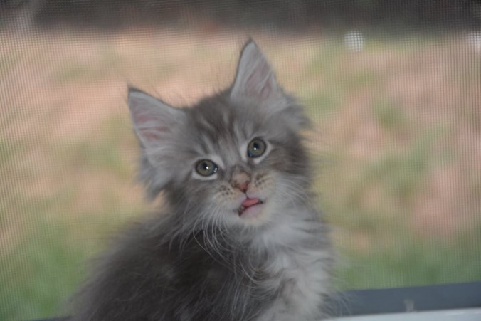 20139978_743505279191174_4745911947733040847_n