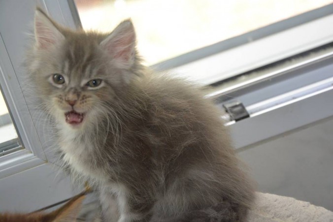 20245658_743505369191165_7594479515675743799_n