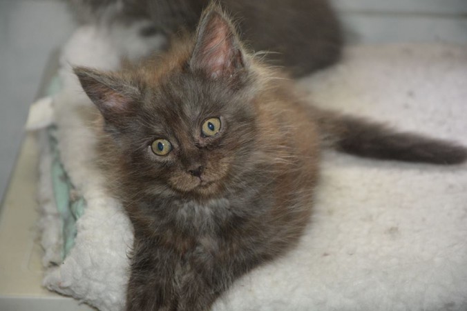 20246044_743441199197582_7423307503464093931_n