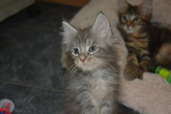 20264581_743645099177192_6013144593513420051_n